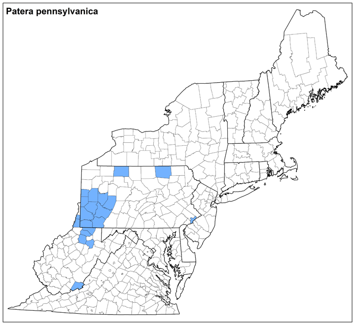 Patera pennsylvanica  Range Map